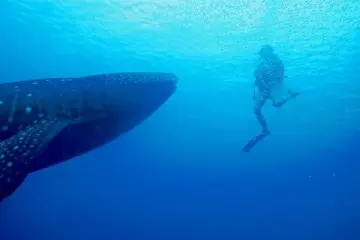 Diving with sharks